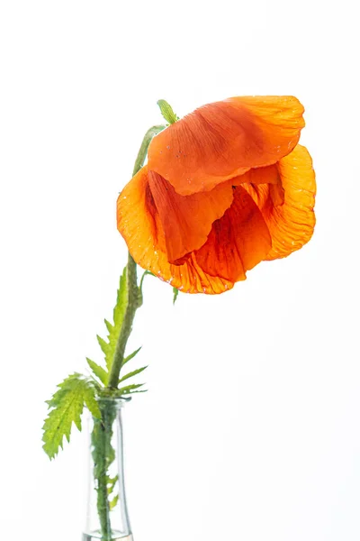 白のオレンジ色のポピーの花 — ストック写真