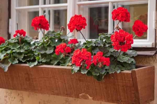 Nice Flowes Containers — Stock Photo, Image