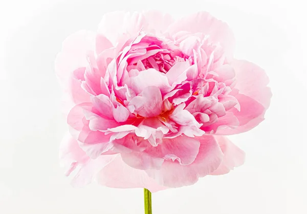 Flor Peonía Fresca Sobre Fondo Blanco —  Fotos de Stock