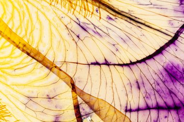 Beyaz arka planda iris yaprağı