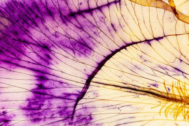 Beyaz arka planda iris yaprağı