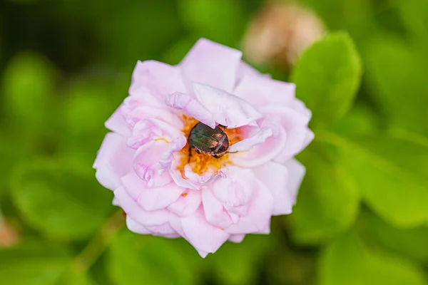 Rosa Chafer Sobre Rosas Cor Rosa — Fotografia de Stock