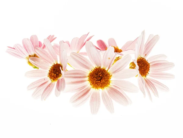 Daisy Flowers Witte Achtergrond — Stockfoto