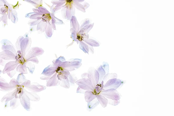 Delphinium Bloemen Witte Backgrund — Stockfoto