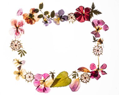 Beyaz arkaplanda kuru çiçekler