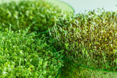 microgreen field, close up