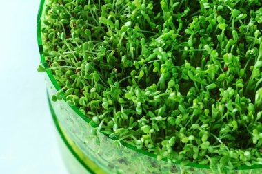 microgreen field, close up