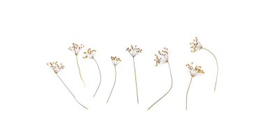 Beyaz arkaplanda kuru çiçekler