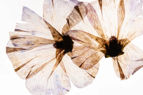 Dry Flowers White Background — Stock Photo, Image