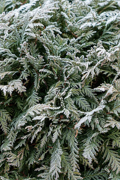 Gałęzie Thuja Ogrodzie Zimowym — Zdjęcie stockowe