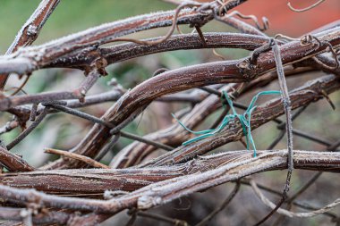 Kış bahçesindeki sarmaşık