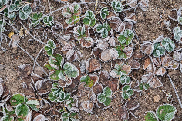 Aardbeien Planten Wintertuin — Stockfoto