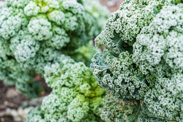 Frosted Kale Cabbage Garden — Stock Photo, Image