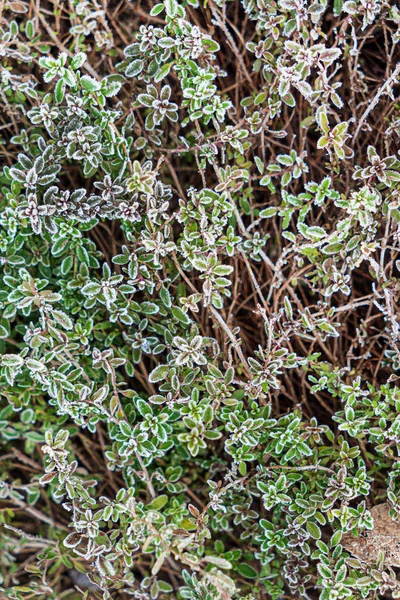 Thyme Winter Garden — Stock Photo, Image