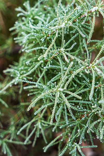 Φυτό Santolina Στον Χειμερινό Κήπο — Φωτογραφία Αρχείου