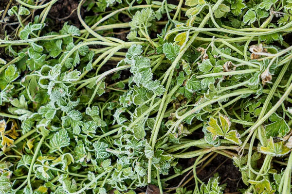 Petersilie Wintergarten — Stockfoto