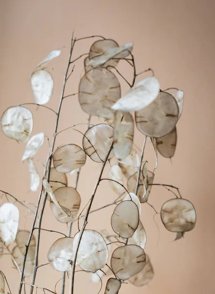 Dried Lunaria Plant Vase — Stock Photo, Image