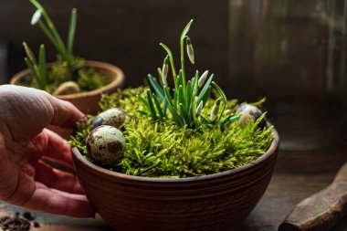 Güzel bahar çiçekleri yosunlarda