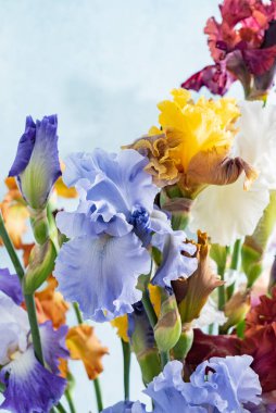 Renkli taze irisler.