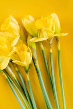 Sarı arka planda sarı narsisli