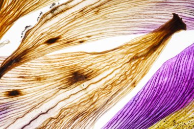 İris yaprakları beyaza yakın ve izole. 