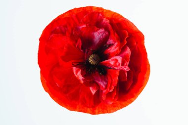 haşhaş çiçeği üzerinde beyaz izole