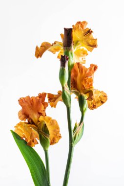 İris beyazda izole edildi