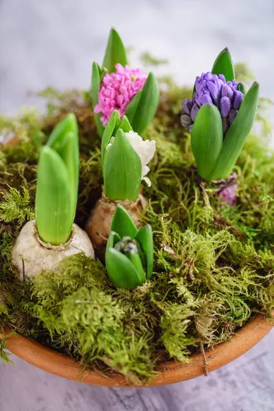 Young Multicolored Hyacinth Pot — Stock Photo, Image