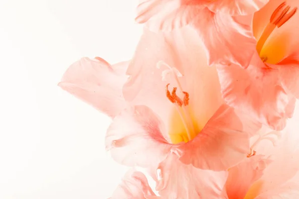 Gladiolus Izolowany Białym — Zdjęcie stockowe