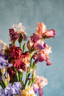 Renkli taze irisler.