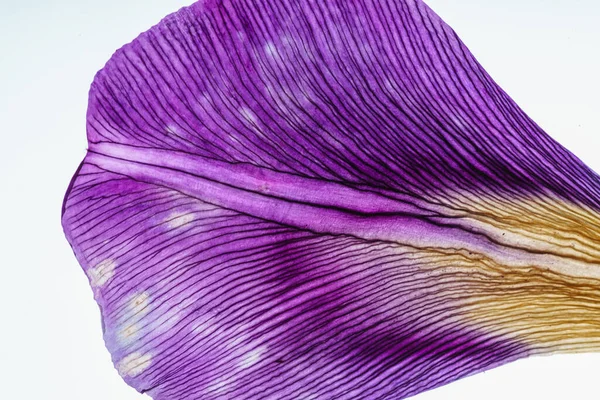 Iris Petals Closeup Isolated White — Stock Photo, Image