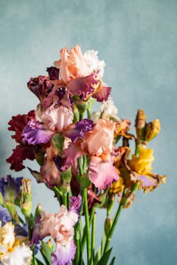 Renkli taze irisler.