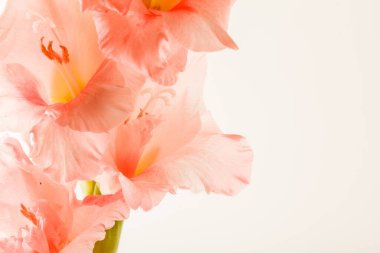 Gladiolus beyazın üzerinde izole edilmiş.