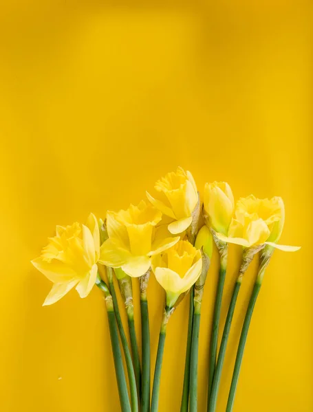 黄色背景上的黄色水仙 — 图库照片