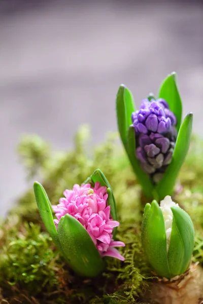 Young Multicolored Hyacinth Pot — Stock Photo, Image