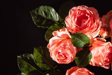 Siyah arkaplanda güller