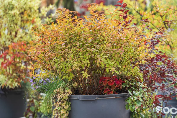 Bei Fiori Nei Contenitori — Foto Stock