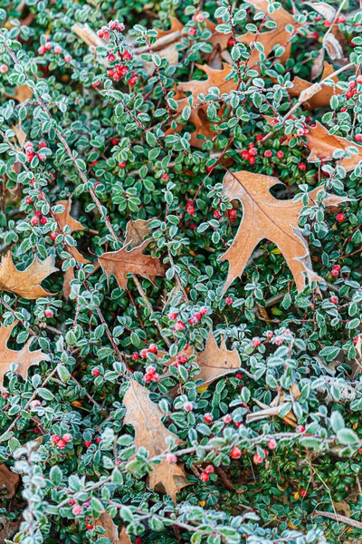 Pianta Cotoneaster Struttura Foglie Quercia — Foto Stock