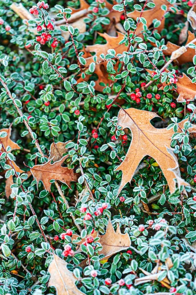 Pianta Cotoneaster Struttura Foglie Quercia — Foto Stock