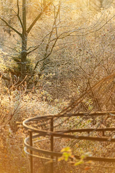 Wintertuin Met Mooie Planten — Stockfoto