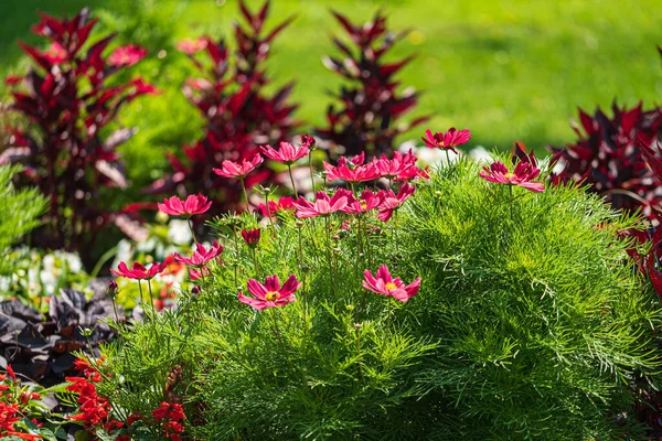 Summer Garden Nice Flowers — Stock Photo, Image