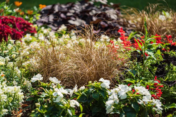 Jardim Verão Com Flores Agradáveis — Fotografia de Stock