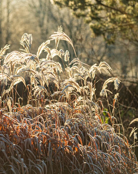 Miscanthus Zimowej Gardzie — Zdjęcie stockowe