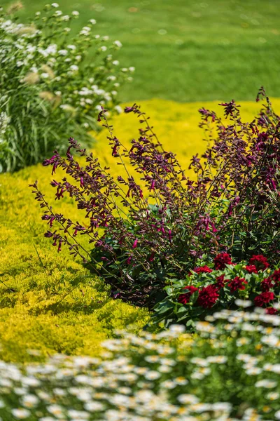 Jardim Verão Com Flores Agradáveis — Fotografia de Stock