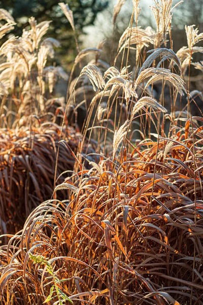 Miscanthus Zimowej Gardzie — Zdjęcie stockowe