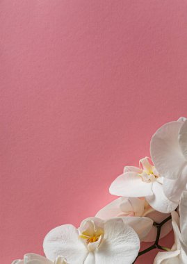 Renk arkaplanda taze beyaz orkide
