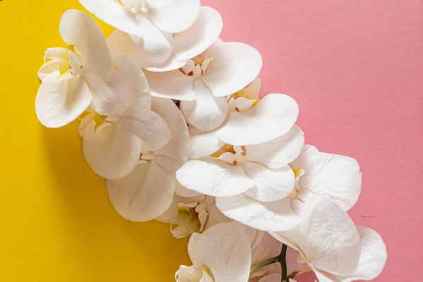 Orquídea Branca Fresca Fundo Cor — Fotografia de Stock