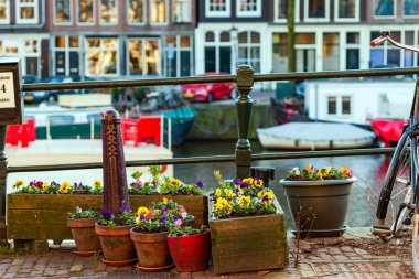 srping flowers in the Amsterdam