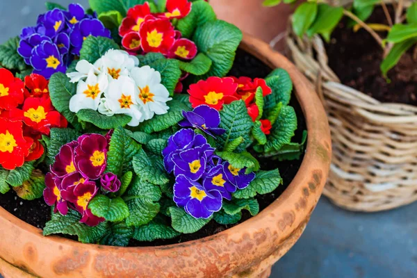 Colorful Primroses Pot — Stock Photo, Image