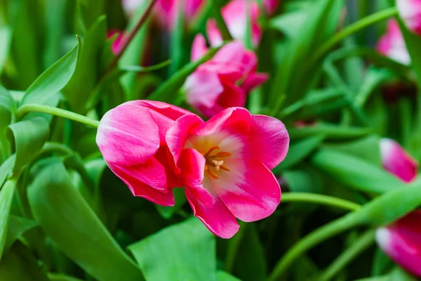 Rózsaszín Tulipán Közelében Kék Fal — Stock Fotó